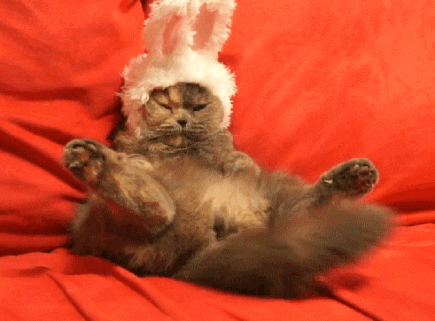 Video gif. A fluffy brown cat wears bunny ears as it slouches into a cushion with its face scrunched, back paws in the air, and tail wagging.