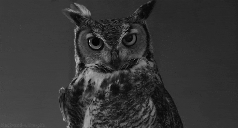 owl staring GIF