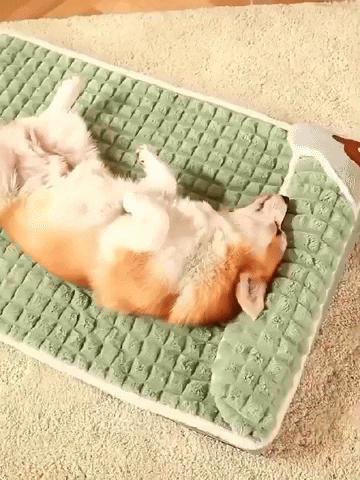 GIF Animado