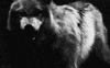 wolf GIF