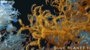 blue planet ocean GIF by BBC Earth