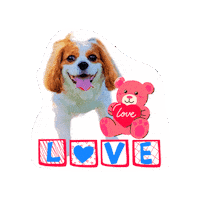 Cavalierkingcharlesspaniel Sticker