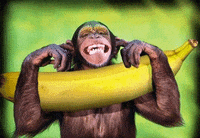 funny monkey GIF