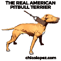 Pitbull Apbt Sticker by Chico Lopez