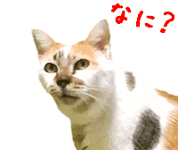 Confused Cats Sticker