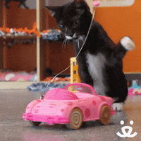cat fun GIF by Best Friends Animal Society