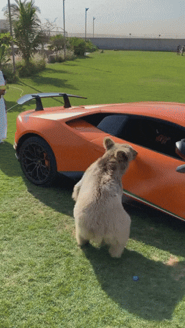 cuteanimalland giphyupload GIF