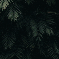 Hoorah GIF by BDDRC