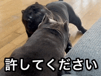 atomicbullies americanbully レディ 許して アメリカンブリー GIF