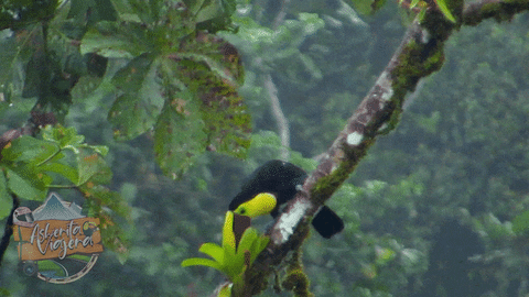 asheritaviajera giphyupload bird aves toucan GIF