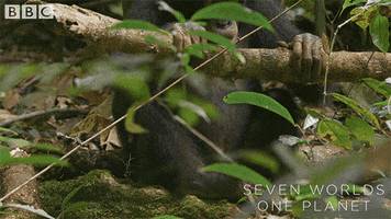 Bored Chimp GIF by BBC Earth