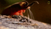 national geographic GIF by Nat Geo Wild