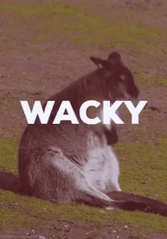 GunaProjectNFT giphyupload wacky wallaby guna GIF
