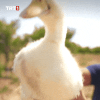 Relax What GIF by TRT