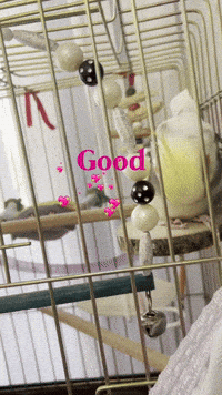 Bird GIF