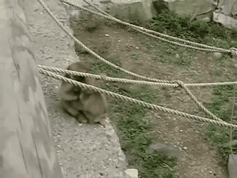 friends monkey GIF by Giffffr