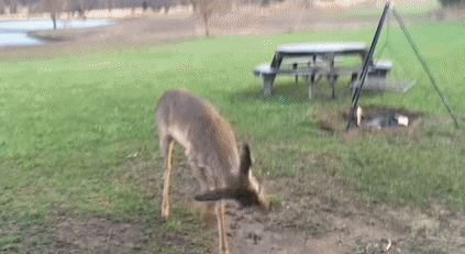 GIF by Mashable