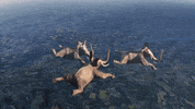 GIF by Silwale