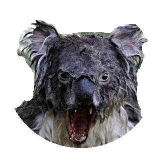 koala mean STICKER by imoji