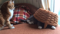 Grey Cat Plays Hide-and-Seek Under Basket
