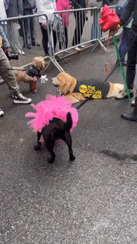Adorable Pups Wear Costumes for Halloween Dog Parade in New York City