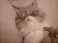 face palm GIF