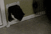 cat pets GIF