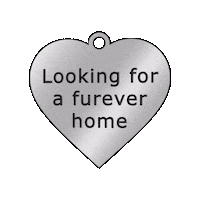 SBcountyDPH pet adoption animal care animal adoption furever home Sticker