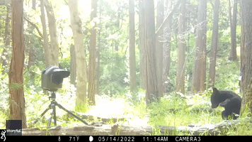 Rogue Valley Bear Cubs Play With Trail Camera