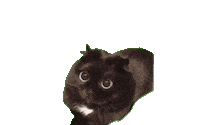 Sticker ねこ Sticker by Japan