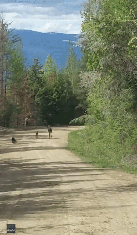 Moose Intercepts Bear Chasing Down Calves
