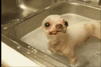 GIF by AFV Pets