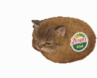 shrimball cat meme shrimball GIF