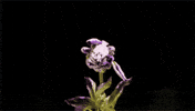 flowers GIF