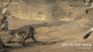bbc one GIF by BBC