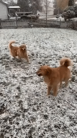 Golden Retrievers Play as Snow Falls in Indianapolis