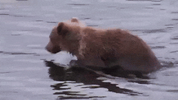 alaska GIF