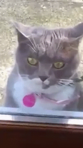 giphyupload cat nuts let me in crazy cat GIF