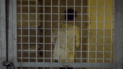 van helsing vampire GIF by SYFY