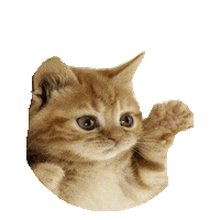 cute kitten STICKER by imoji