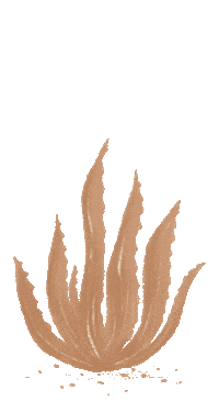 daehair cactus desert arizona aloe Sticker