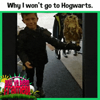 harry potter owl GIF by You've Been Framed!
