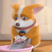 mocoaifay dance dog song corgi GIF