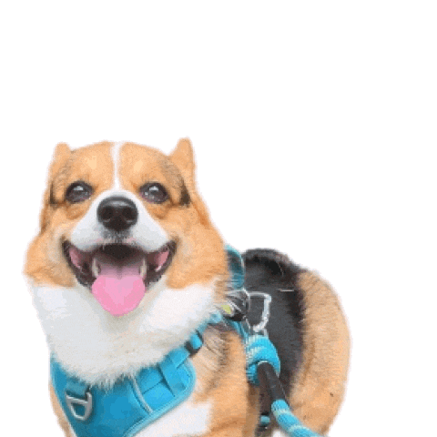 Corgi Polish Sticker