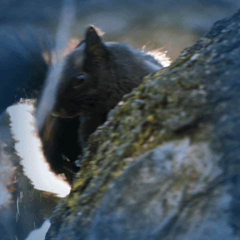 Kent State Squirrel GIF by Kent State University