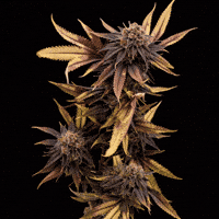Plant GIF by Exclusive Michigan