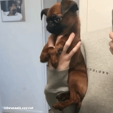 Dog Say What GIF