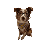 Aussie International Dog Day Sticker by Geekster Pets