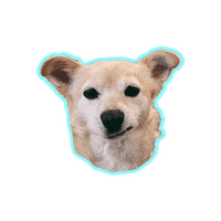 Psitwor funny dog funnydog dogface glutenzbiszkopta Sticker
