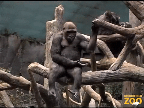 Proud Of You Applause GIF by Brookfield Zoo